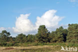 Scots Pine (Pinus sylvestris)