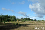 Grove den (Pinus sylvestris)