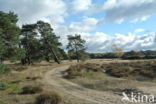 Scots Pine (Pinus sylvestris)