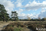 Scots Pine (Pinus sylvestris)