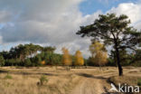 Grove den (Pinus sylvestris)