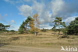 Scots Pine (Pinus sylvestris)