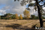 Scots Pine (Pinus sylvestris)