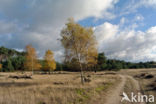 Grove den (Pinus sylvestris)