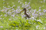 Grutto (Limosa limosa)