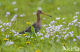 Grutto (Limosa limosa)