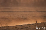 Grutto (Limosa limosa)