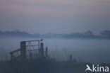 Black-tailed Godwit (Limosa limosa)