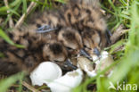 Black-tailed Godwit (Limosa limosa)