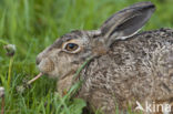 Haas (Lepus europaeus)