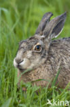 Haas (Lepus europaeus)