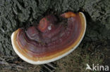 Ganoderma resinaceum