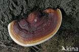 Harslakzwam (Ganoderma resinaceum)