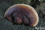 Harslakzwam (Ganoderma resinaceum)