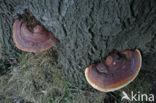 Harslakzwam (Ganoderma resinaceum)