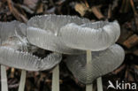 Hazenpootje (Coprinus lagopus)