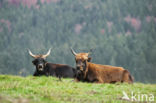 Heckrund (Bos taurus spp)