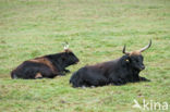 Heck cattle