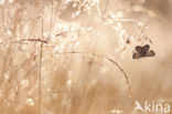 Silver Studded Blue (Plebejus argus)