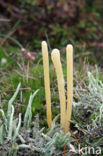 Moor Club (Clavaria argillacea)