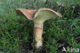 Bolete (Boletinus cavipes)