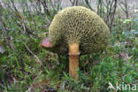 Bolete (Boletinus cavipes)