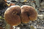 Bolete (Boletinus cavipes)