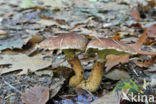 Bolete (Boletinus cavipes)