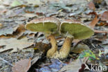 Bolete (Boletinus cavipes)