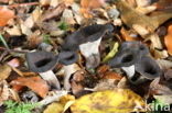 Black Trumpet (Craterellus cornucopioides)