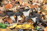 Black Trumpet (Craterellus cornucopioides)