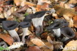 Black Trumpet (Craterellus cornucopioides)