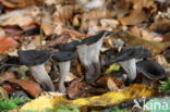 Black Trumpet (Craterellus cornucopioides)