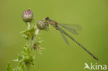 Green Emerald Damselfly (Lestes viridis)