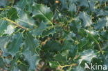 Hulst (Ilex aquifolium)