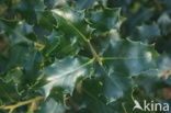 Hulst (Ilex aquifolium)