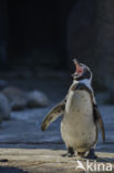 Humboldt penguin (Spheniscus humboldti) 