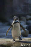 Humboldt penguin (Spheniscus humboldti) 