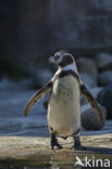 Humboldt penguin (Spheniscus humboldti) 