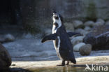 Humboldt penguin (Spheniscus humboldti) 