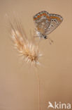 Common Blue (Polyommatus icarus)