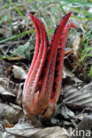 Inktviszwam (Clathrus archeri) 