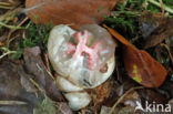 Octopus Stinkhorn (Clathrus archeri)