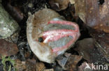 Octopus Stinkhorn (Clathrus archeri)