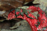 Octopus Stinkhorn (Clathrus archeri)