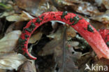 Inktviszwam (Clathrus archeri) 