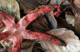 Inktviszwam (Clathrus archeri) 