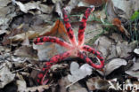 Octopus Stinkhorn (Clathrus archeri)