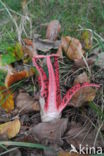 Inktviszwam (Clathrus archeri) 