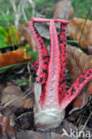 Inktviszwam (Clathrus archeri) 